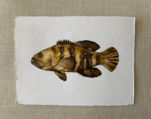 Load image into Gallery viewer, &quot;His Groupie&quot; ORIGINAL Watercolor Grouper 9x12 (2022)
