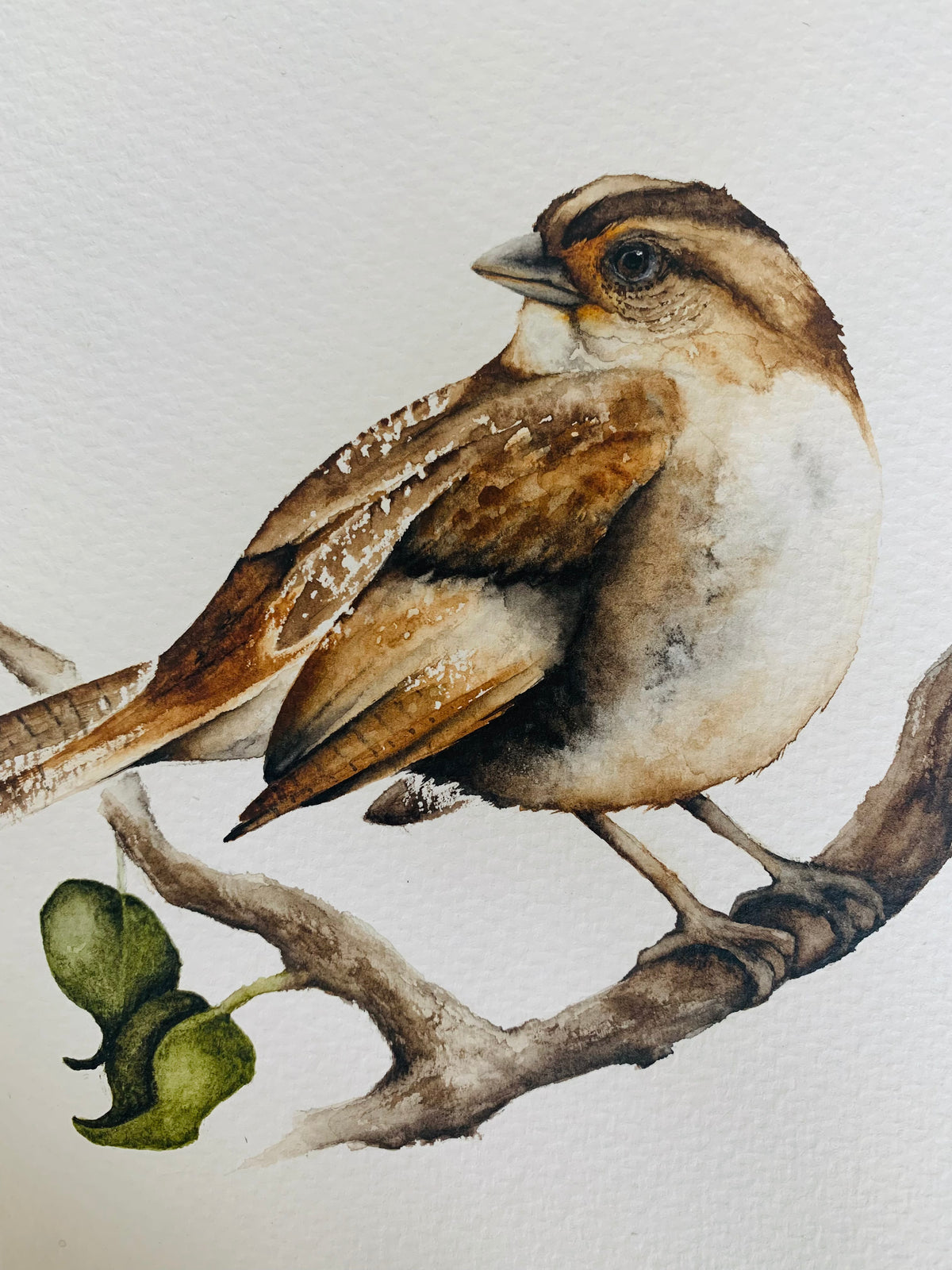 Serendipity - Sparrow Original Watercolor, 9.75x7.25