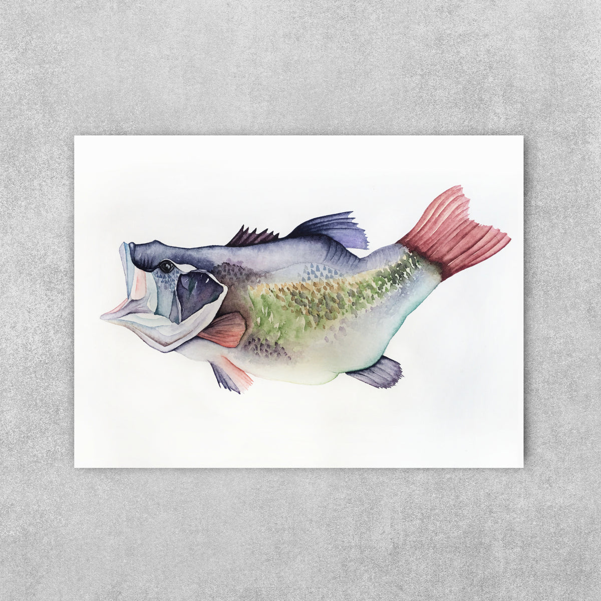 Lavender Lester - Largemouth Bass Fine Art Print