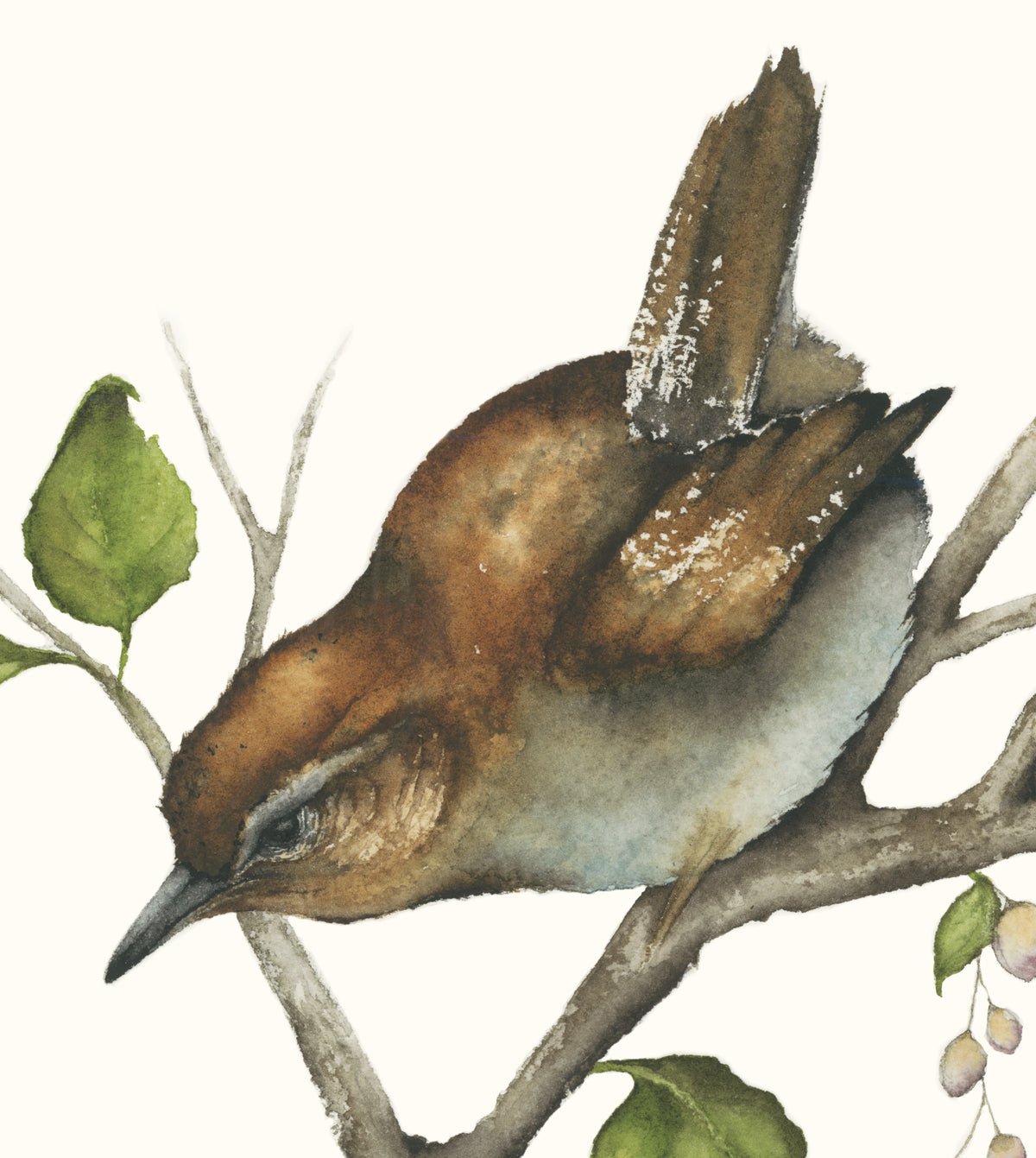 Ollie & Wren - Carolina Wren Original Watercolor, 11.5x13.25