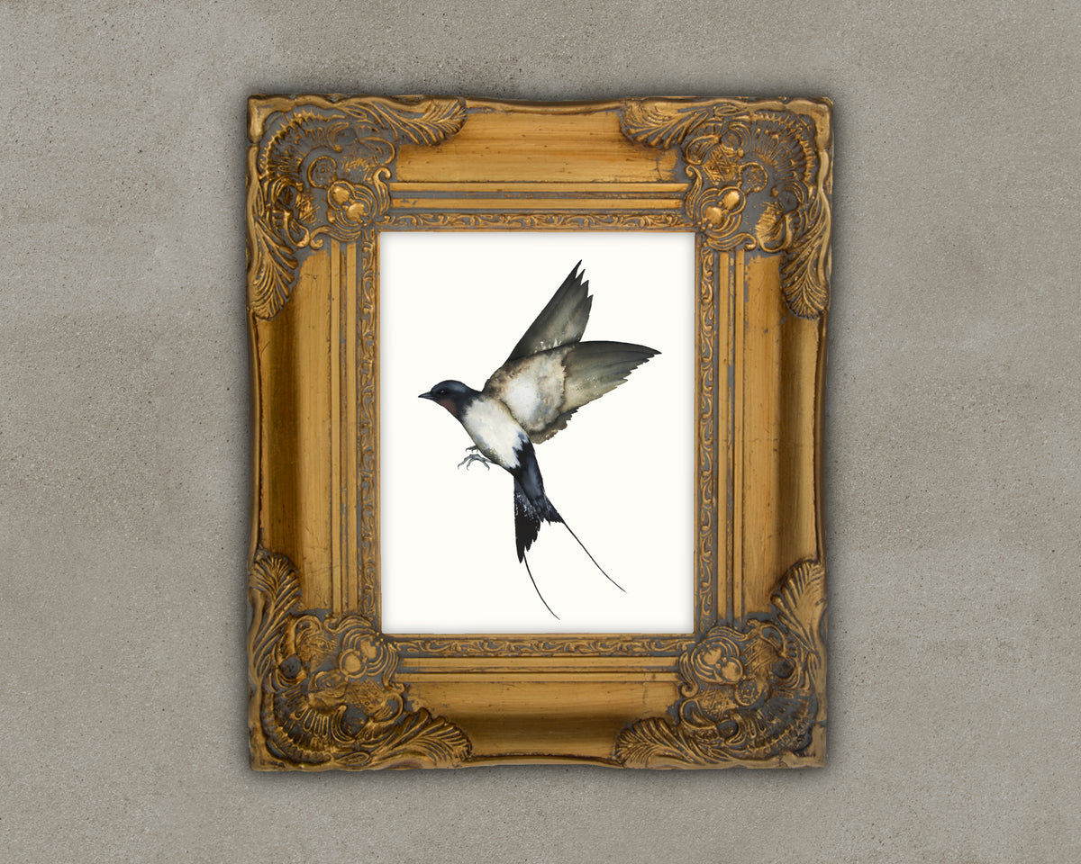 A Soft Place To Land - Swallow Fine Art Print