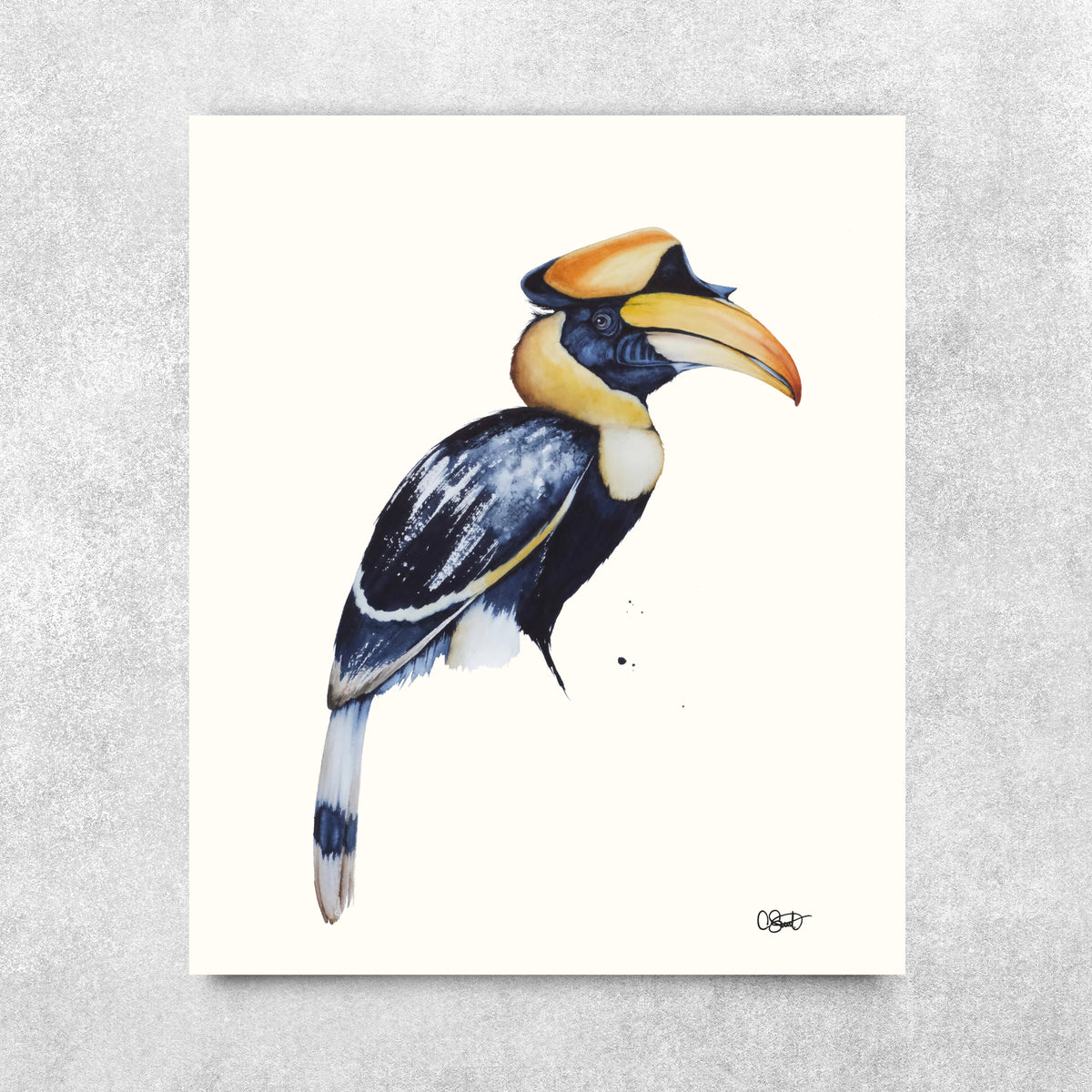 Araby - Hornbill Fine Art Print