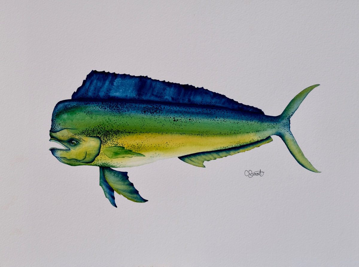 Mahi Mah - Mahi Mahi Original Watercolor, 12x16