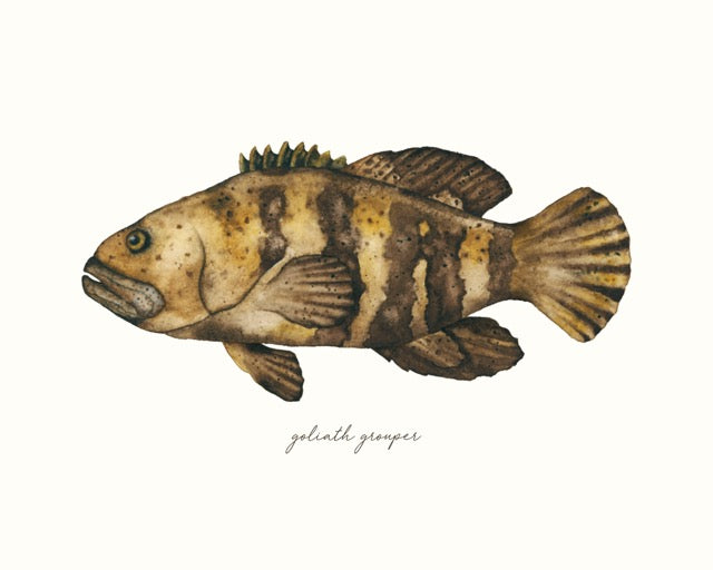 His Groupie - Grouper Fine Art Print