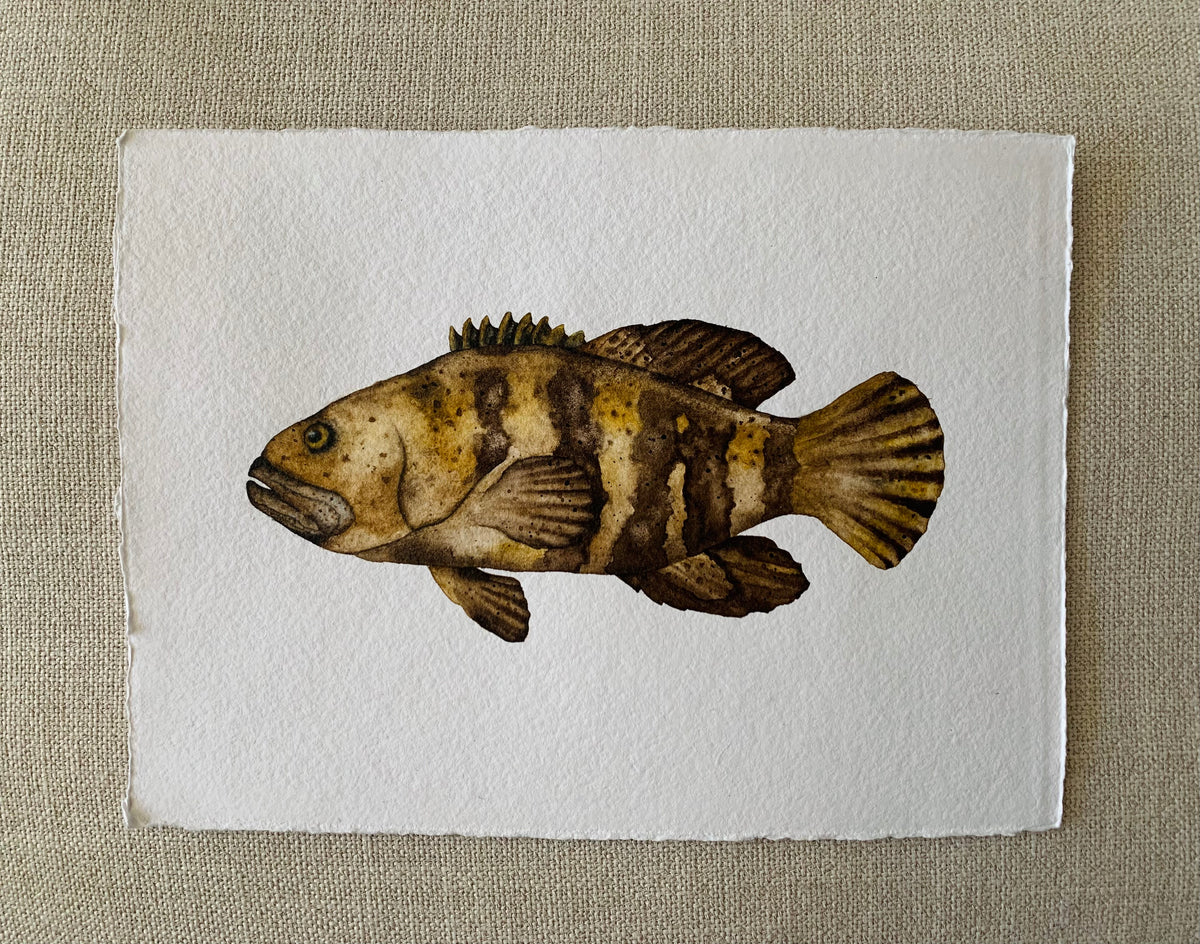 His Groupie - Grouper Original Watercolor, 9x12
