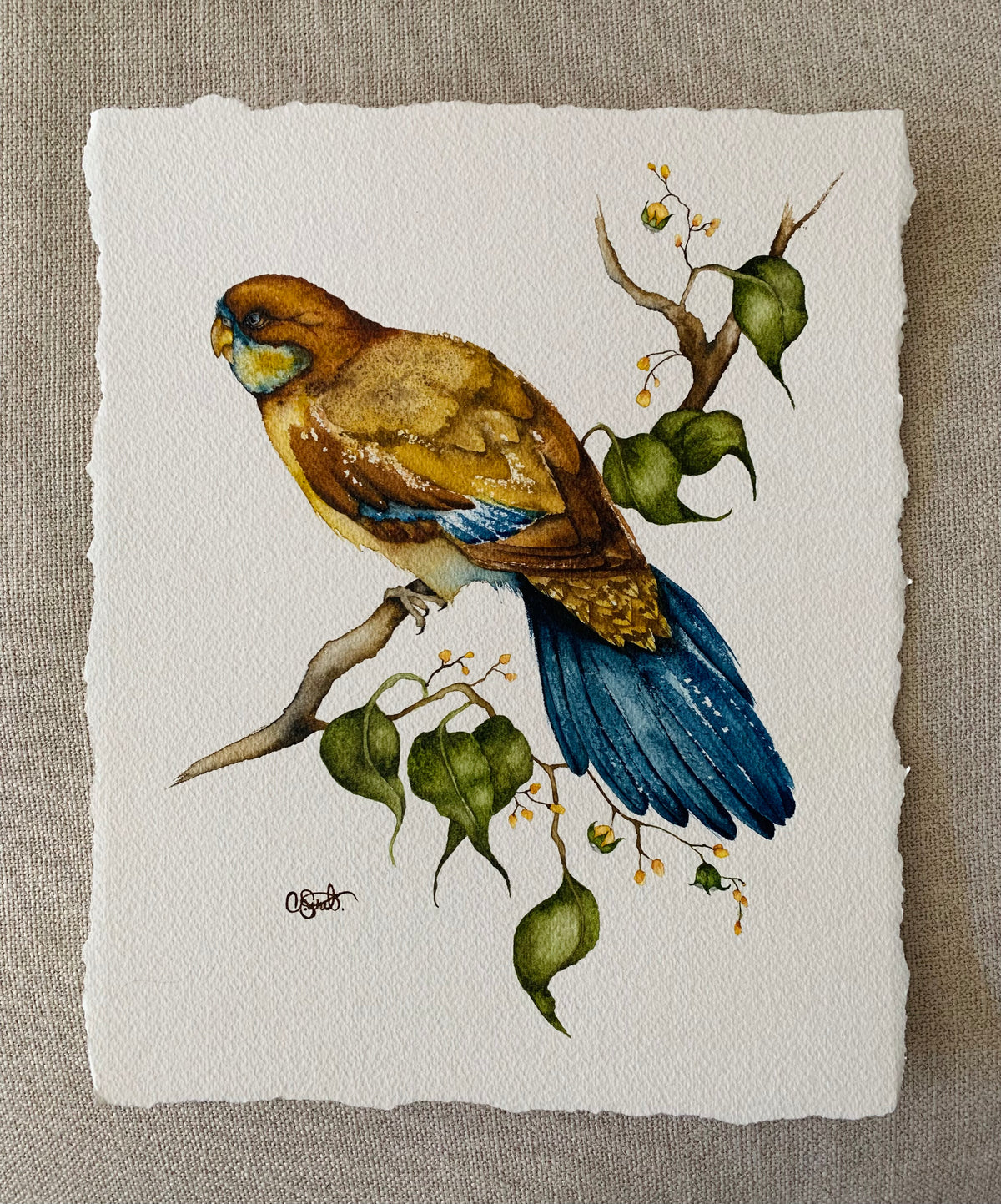 Warm November - Parrot Original Watercolor, 11x13