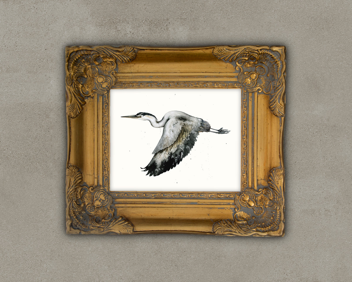 If I Had Wings - Great Blue Heron Fine Art Print