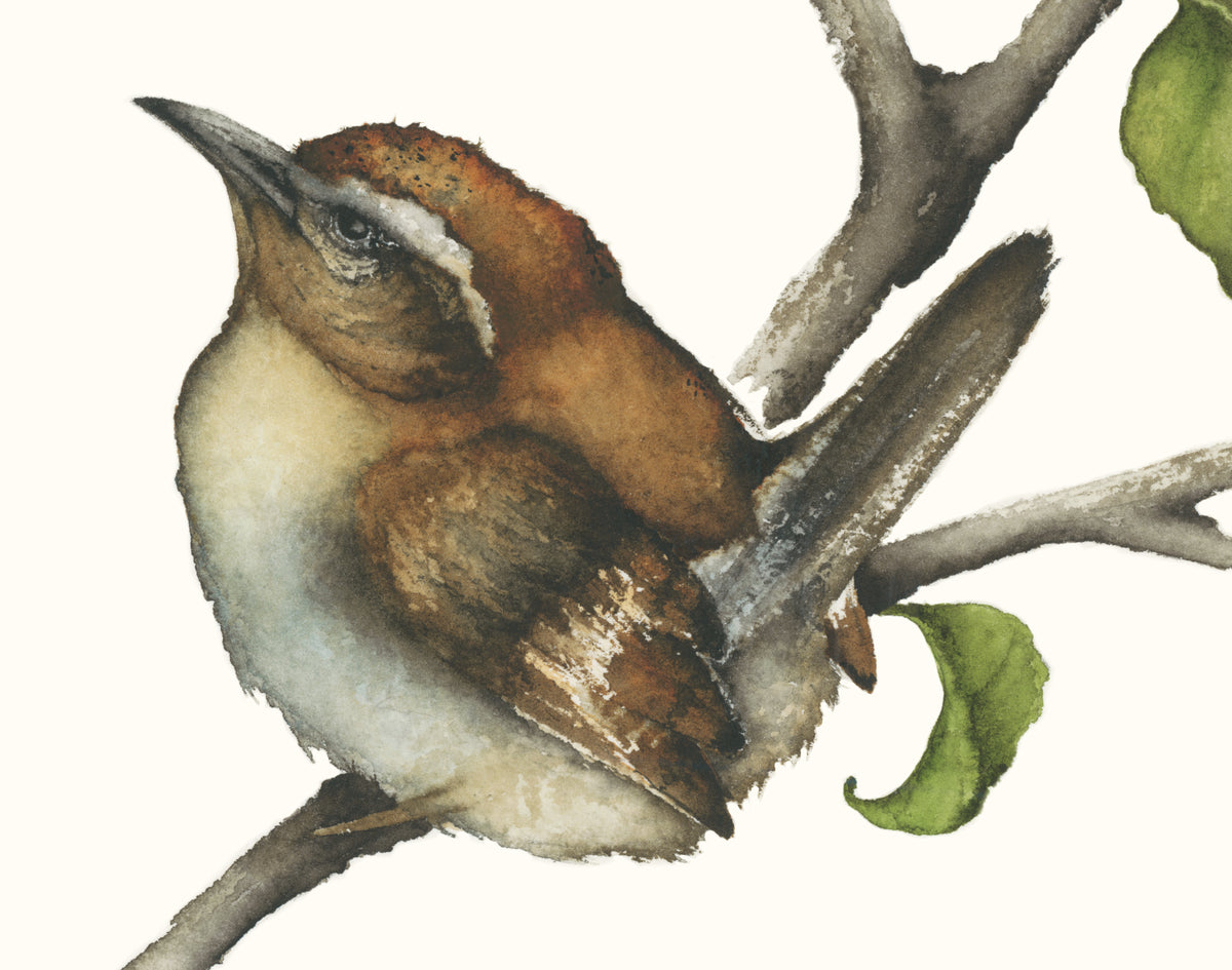 Ollie & Wren - Carolina Wren Original Watercolor, 11.5x13.25