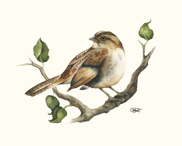 Serendipity - Sparrow Fine Art Print