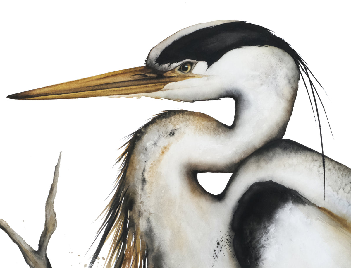Still I Rise II - Great Blue Heron Fine Art Print